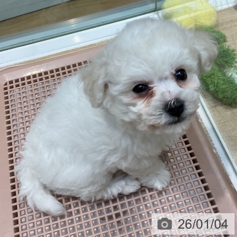 埼玉県のビションフリーゼ (ペットプラス ららぽーと新三郷店/2025年11月1日生まれ/女の子/ホワイト)の子犬の3枚目の画像