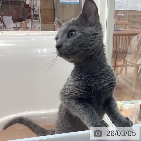 ロシアンブルーの写真