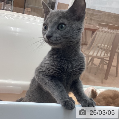 ロシアンブルーの写真