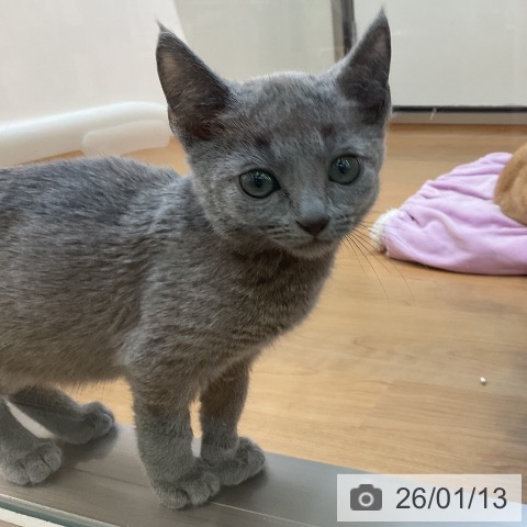 東京都のロシアンブルー (ペッツワン 南砂町SUNAMO店/2025年10月22日生まれ/男の子/ブルー)の子猫の3枚目の画像