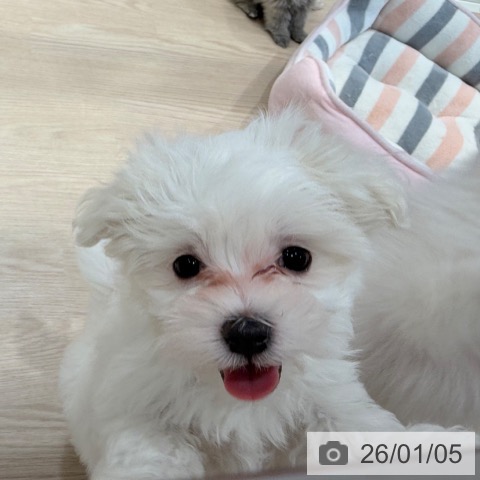 千葉県のマルチーズ (ペットプラス ユーカリが丘店/2025年11月2日生まれ/男の子/ホワイト)の子犬の3枚目の画像