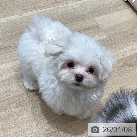 宮城県のマルチーズ (ペットプラス 仙台泉大沢店/2025年11月2日生まれ/男の子/ホワイト)の子犬の4枚目の画像