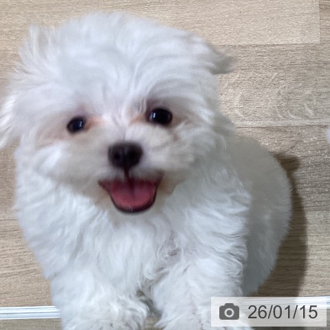 マルチーズの写真