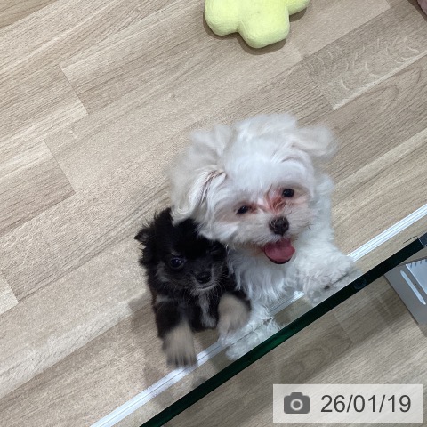 マルチーズの写真