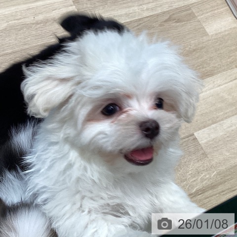 宮城県のマルチーズ (ペットプラス 仙台泉大沢店/2025年11月2日生まれ/男の子/ホワイト)の子犬の3枚目の画像