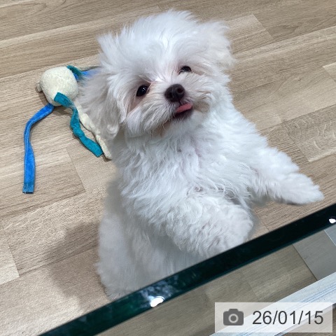 マルチーズの写真