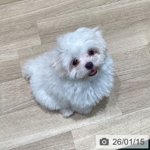 宮城県のマルチーズ (ペットプラス 仙台泉大沢店/2025年11月2日生まれ/男の子/ホワイト)の子犬の4枚目の画像