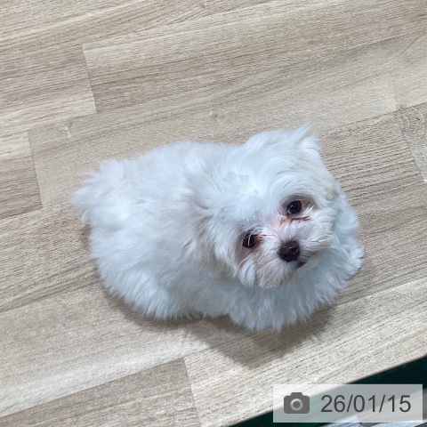 宮城県のマルチーズ (ペットプラス 仙台泉大沢店/2025年11月2日生まれ/男の子/ホワイト)の子犬の3枚目の画像