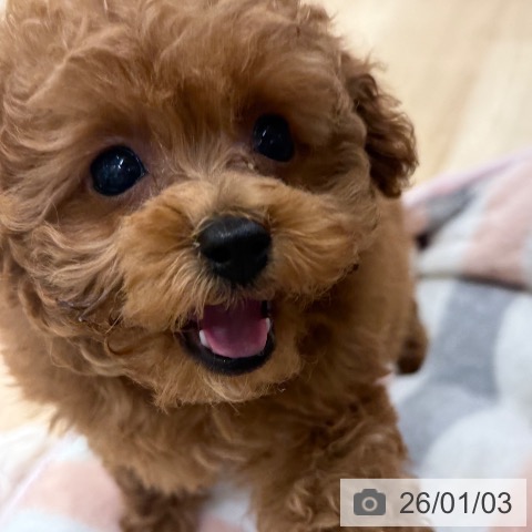 東京都のトイプードル(トイ) (ペットプラス アクアシティお台場店/2025年10月26日生まれ/男の子/レッド)の子犬の3枚目の画像