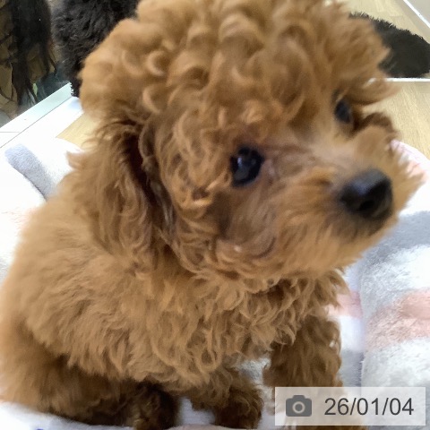 山梨県のトイプードル(トイ) (ペットプラス 甲府昭和店/2025年10月27日生まれ/男の子/レッド)の子犬の4枚目の画像