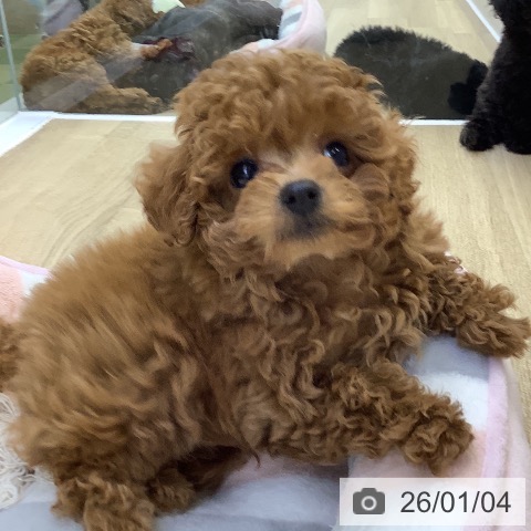 山梨県のトイプードル(トイ) (ペットプラス 甲府昭和店/2025年10月27日生まれ/男の子/レッド)の子犬の3枚目の画像