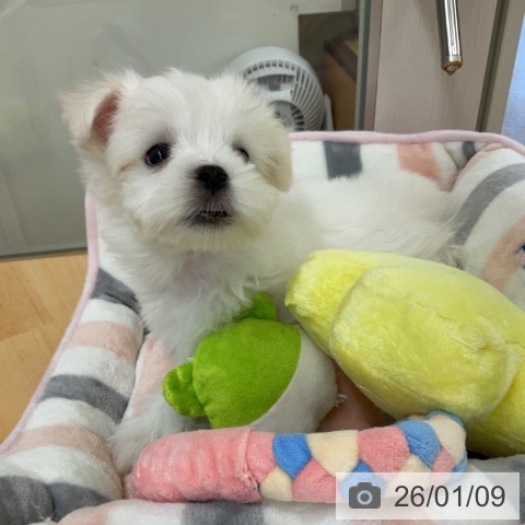埼玉県のマルチーズ (ペットプラス 浦和美園店/2025年11月2日生まれ/男の子/ホワイト)の子犬の4枚目の画像