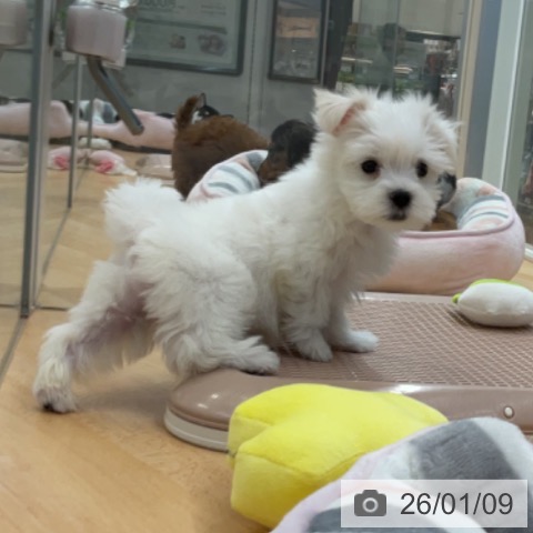 埼玉県のマルチーズ (ペットプラス 浦和美園店/2025年11月2日生まれ/男の子/ホワイト)の子犬の3枚目の画像
