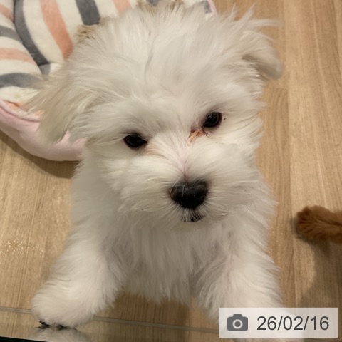 マルチーズの写真