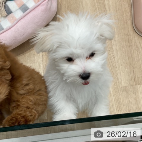 マルチーズの写真