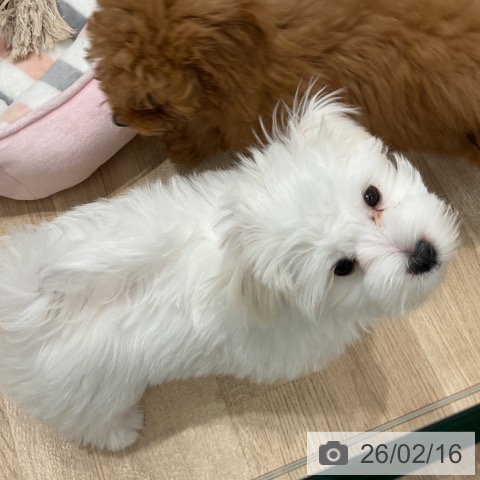 マルチーズの写真