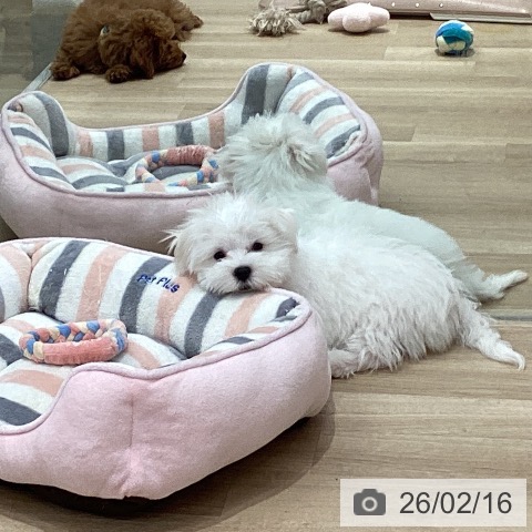 マルチーズの写真