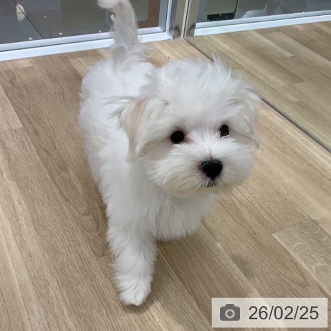 群馬県のマルチーズ (ペットプラス イオンモール太田店/2025年11月2日生まれ/男の子/ホワイト)の子犬の3枚目の画像