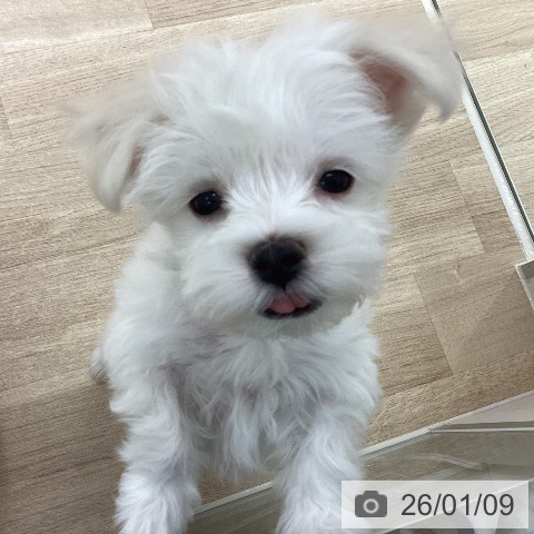 マルチーズの写真