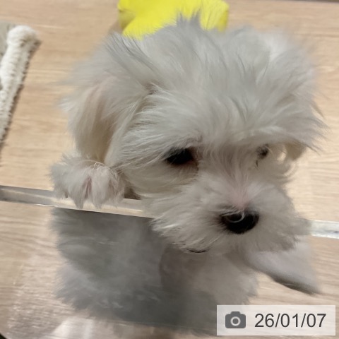 埼玉県のマルチーズ (ペットプラス コクーンシティ店/2025年11月2日生まれ/男の子/ホワイト)の子犬の4枚目の画像