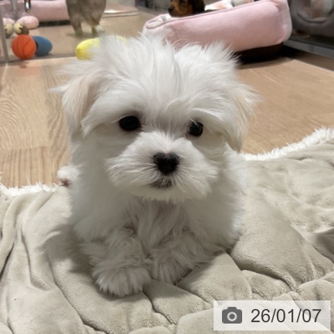 埼玉県のマルチーズ (ペットプラス コクーンシティ店/2025年11月2日生まれ/男の子/ホワイト)の子犬の3枚目の画像