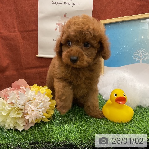 千葉県のトイプードル(トイ) (ペットプラス コトエ流山おおたかの森店/2025年11月2日生まれ/男の子/レッド)の子犬の3枚目の画像