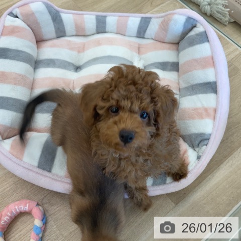 千葉県のトイプードル(トイ) (ペットプラス コトエ流山おおたかの森店/2025年11月2日生まれ/男の子/レッド)の子犬の4枚目の画像