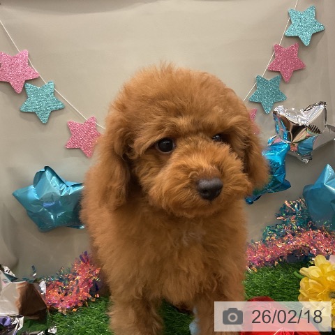 千葉県のトイプードル(トイ) (ペットプラス コトエ流山おおたかの森店/2025年11月2日生まれ/男の子/レッド)の子犬の4枚目の画像