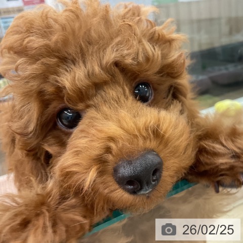 千葉県のトイプードル(トイ) (ペットプラス コトエ流山おおたかの森店/2025年11月2日生まれ/男の子/レッド)の子犬の4枚目の画像