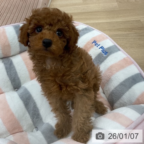 千葉県のトイプードル(トイ) (ペットプラス コトエ流山おおたかの森店/2025年11月2日生まれ/男の子/レッド)の子犬の3枚目の画像