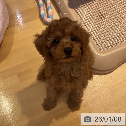 山形県のトイプードル(トイ) (ペットプラス 天童店/2025年11月2日生まれ/男の子/レッド)の子犬の3枚目の画像