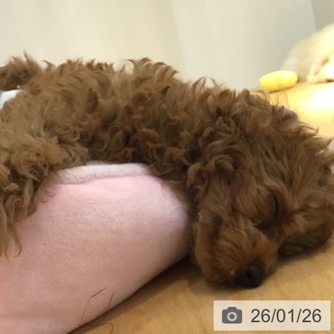 トイ・プードルの写真