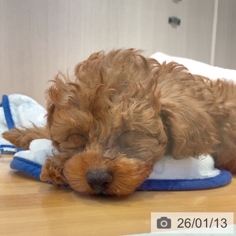 山形県のトイプードル(トイ) (ペットプラス 天童店/2025年11月2日生まれ/男の子/レッド)の子犬の3枚目の画像