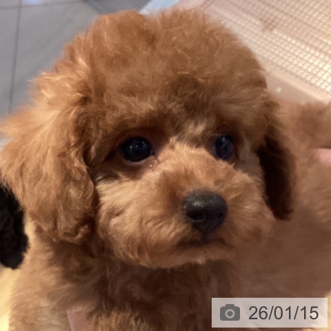 山形県のトイプードル(トイ) (ペットプラス 天童店/2025年11月2日生まれ/男の子/レッド)の子犬の3枚目の画像