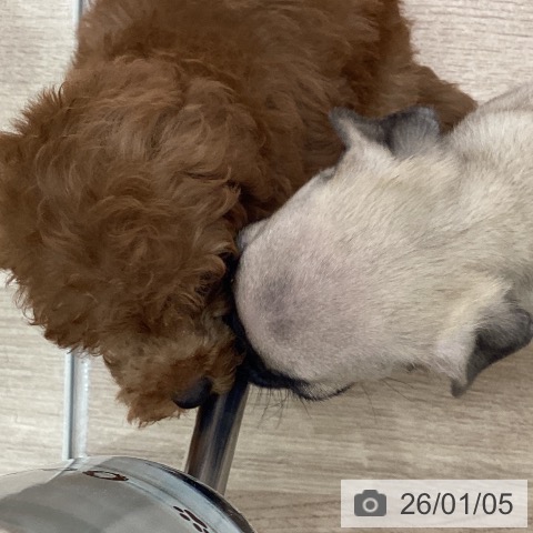 宮城県のトイプードル(トイ) (ペットプラス 仙台上杉店/2025年11月2日生まれ/男の子/レッド)の子犬の4枚目の画像