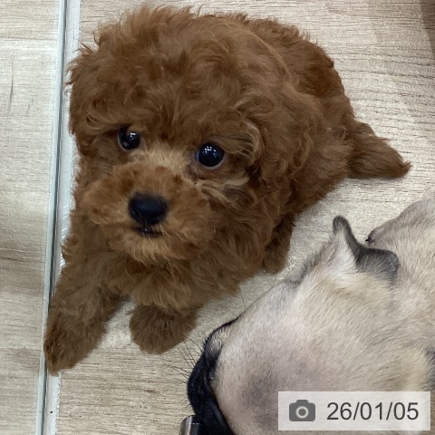 宮城県のトイプードル(トイ) (ペットプラス 仙台上杉店/2025年11月2日生まれ/男の子/レッド)の子犬の3枚目の画像