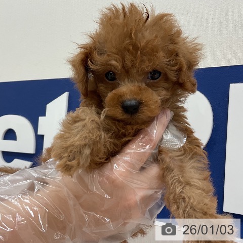 千葉県のトイプードル(トイ) (ペットプラス 成田店/2025年11月2日生まれ/男の子/レッド)の子犬の3枚目の画像