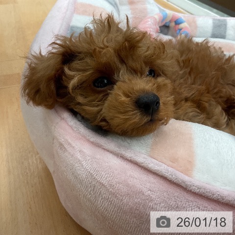 千葉県のトイプードル(トイ) (ペットプラス 成田店/2025年11月2日生まれ/男の子/レッド)の子犬の3枚目の画像