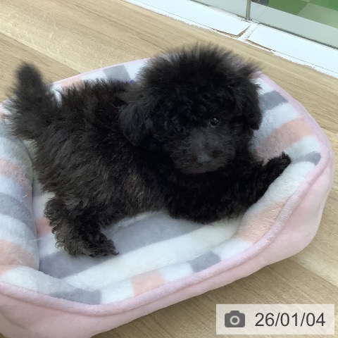 山梨県のトイプードル(トイ) (ペットプラス 甲府昭和店/2025年11月1日生まれ/男の子/ブリンドル)の子犬の4枚目の画像