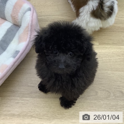 山梨県のトイプードル(トイ) (ペットプラス 甲府昭和店/2025年11月1日生まれ/男の子/ブリンドル)の子犬の3枚目の画像