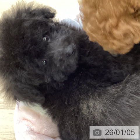 山梨県のトイプードル(トイ) (ペットプラス 甲府昭和店/2025年11月1日生まれ/男の子/ブリンドル)の子犬の4枚目の画像