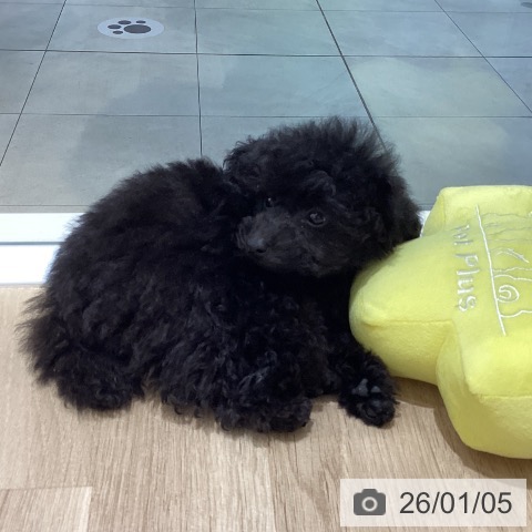 長野県のトイプードル(トイ) (ペットプラス 須坂店/2025年11月1日生まれ/男の子/ブラック)の子犬の3枚目の画像