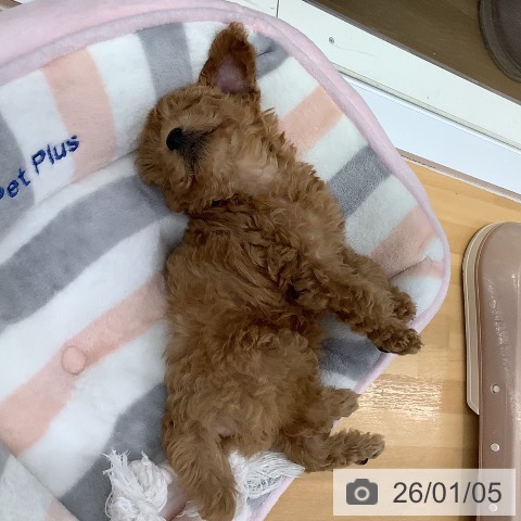 長野県のトイプードル(トイ) (ペットプラス 松本店/2025年11月2日生まれ/男の子/レッド)の子犬の3枚目の画像