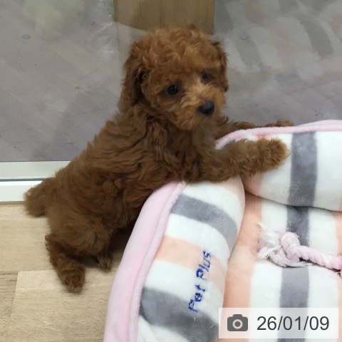 東京都のトイプードル(トイ) (ペットプラス 日の出店/2025年11月2日生まれ/女の子/レッド)の子犬の4枚目の画像