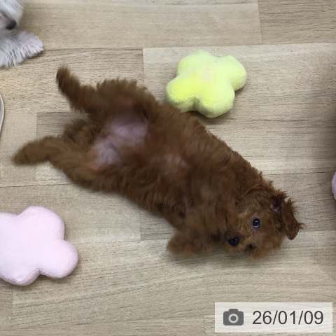東京都のトイプードル(トイ) (ペットプラス 日の出店/2025年11月2日生まれ/女の子/レッド)の子犬の3枚目の画像