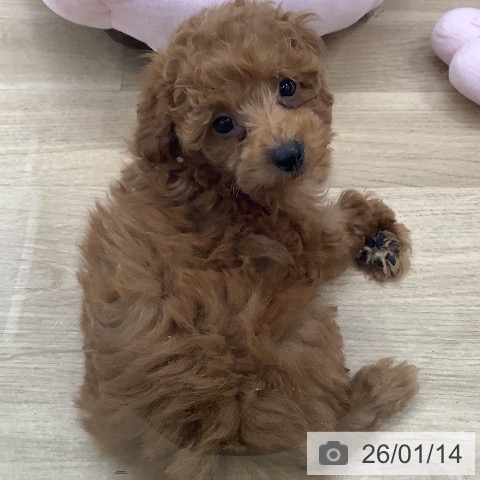 東京都のトイプードル(トイ) (ペットプラス 日の出店/2025年11月2日生まれ/女の子/レッド)の子犬の3枚目の画像