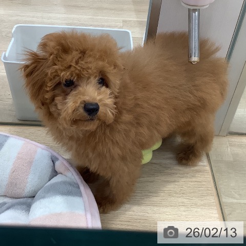 東京都のトイプードル(トイ) (ペットプラス 日の出店/2025年11月2日生まれ/女の子/レッド)の子犬の3枚目の画像