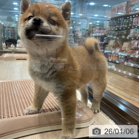 埼玉県の柴犬(標準サイズ) (ペッツワン 新座店/2025年11月2日生まれ/男の子/赤)の子犬の4枚目の画像