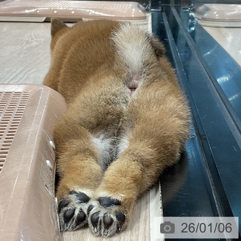 埼玉県の柴犬(標準サイズ) (ペッツワン 新座店/2025年11月2日生まれ/男の子/赤)の子犬の3枚目の画像