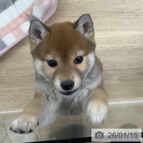 千葉県の柴犬(標準サイズ) (ペットプラス 船橋店/2025年11月2日生まれ/女の子/赤)の子犬の4枚目の画像